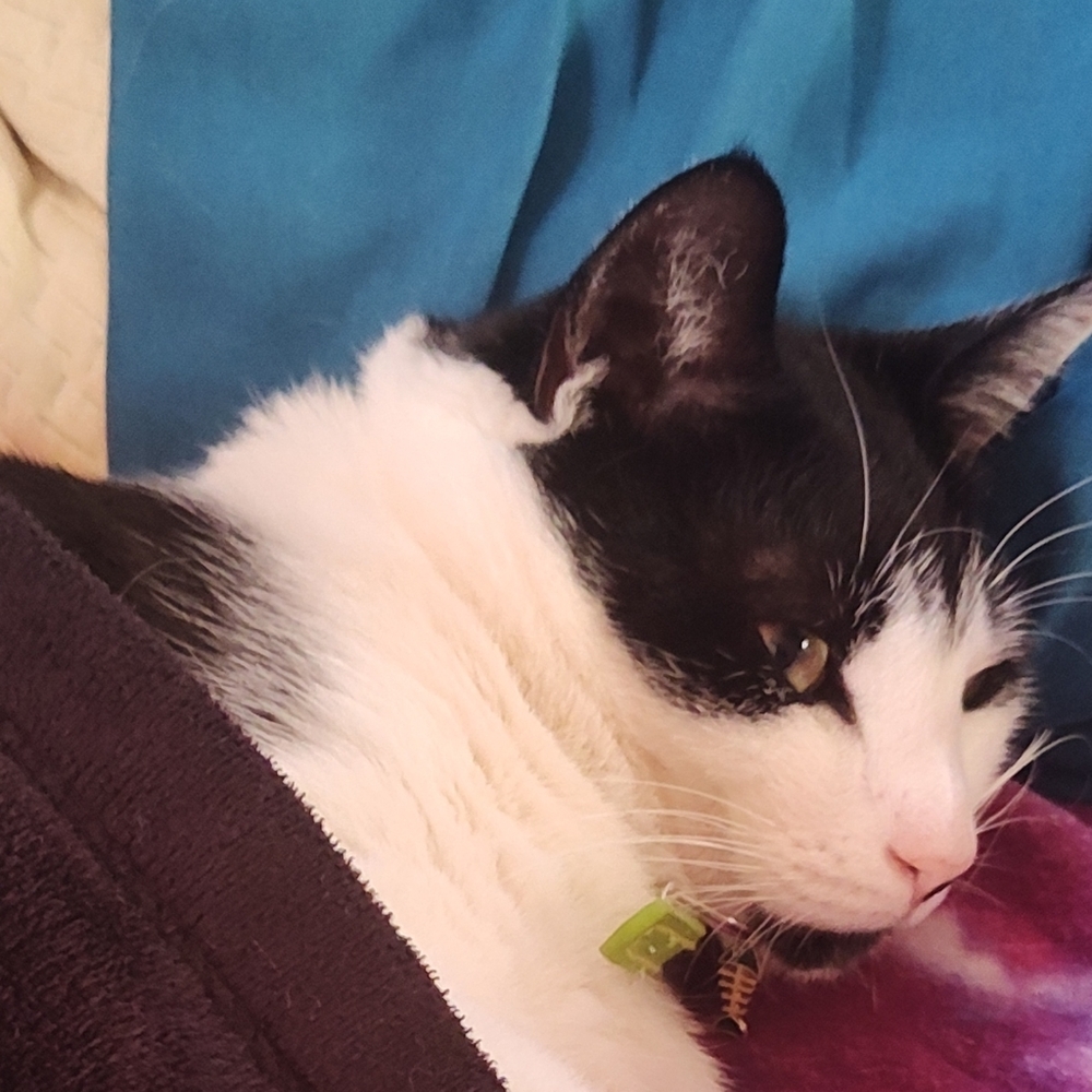 Meet your Posher, Cola